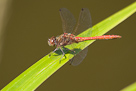 Sympetrum vulgatum